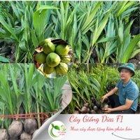 COMBO 3 CÂY GIỐNG DỪA  XIÊM LÙN SAI TRÁI, TRÁI TO NHIỀU NƯỚC ( tặng kèm phân bón)