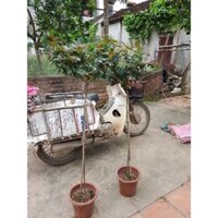 Combo 3 cây hoa hồng thân gỗ cực xinh (chọn màu)