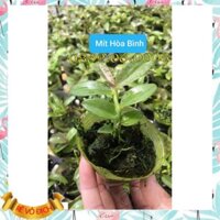 Combo 3 cây lan phi điệp lá mít Hoà Bình Hoa lan Việt Nam
