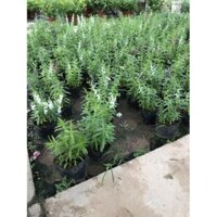 Combo 3 cây violet nhật + Tặng 01 cây dâu da đất( bòn bon)