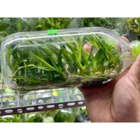 Combo 3 Chai cây giống dendro lai hàng gieo hạt