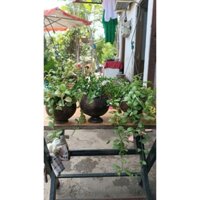 Combo 3 chậu gáo dừa hạt dưa+đoola+lan tim