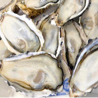 Combo 3 con Hàu Nhật chuẩn Sashimi