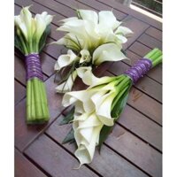 combo 3 CỦ GIỐNG HOA RUM TRẮNG CỰC ĐẸP, CỦ XỊN - CGHRT