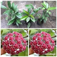 combo 3 giò hoa lan cẩm cù đỏ, gửi từ hà nội