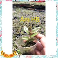 Combo 3 giống ( Ám Hoà Bình - Ám Thái Nguyên - Nù Tam Bố) Hoa lan Việt Nam