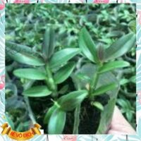 Combo 3 giống lan phi điệp, giả hạc Phú Thọ Hoa lan Việt Nam
