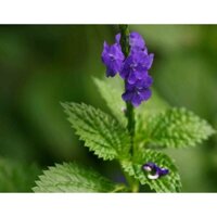 combo 3 ký cây đuôi chuột phơi khô cho khách miễn phí vận chuyển