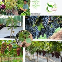COMBO 3 LOẠI NHO (NHO NGÓN TAY ĐỎ, NHO NGÓN TAY ĐEN, NHO HẠ ĐEN ) kHÔNG HẠT THỊT DÀY MỖI LOẠI CÓ HƯƠNG VỊ RIÊNG CHO MỌI