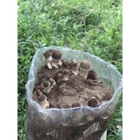 Combo 3 Phôi Nấm Mối Đen giá rẻ tận gốc - Thế Giới Sống Khỏe