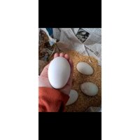 combo 3 trứng ngỗng so