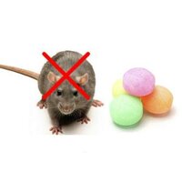 Combo 3 túi 8 viên long não Dalona