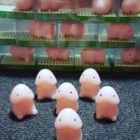 Combo 30 Bé Ciu Ciu  shop khobansilc