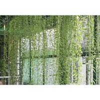 Combo 30 cây cúc tần Ấn Độ, chỉ giao hoả tốc