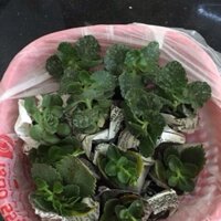 Combo 30 cây sống đời kép