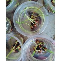 Combo 30 Hạt Giống Hoa Sen Mini Nhật Bản