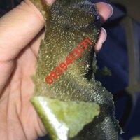 COMBO 3HỘP Bột Lột Mụn Trà Xanh