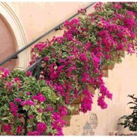 Combo 4 cây hoa giấy