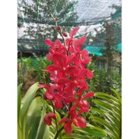 Combo 4 cây lan mokara lớn cao 50cm