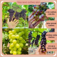 Combo 4 Cây Nho Giống 1 Cây Nho Ngón Tay . 1 Cây Nho Xanh . 1 Cây Nho Kẹo . 1 Cây Nho Hạ Đen Không Hạt