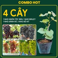COMBO 4 CÂY NHO GIỐNG - Nho ngón tay đen, nho Bailey, nho đỏ NT, nho xanh NT