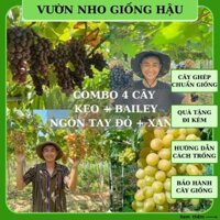 COMBO 4 Cây nho Kẹo Bailey Ngón tay đỏ Xanh dễ cho trái