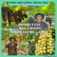 COMBO 4 Cây nho Kẹo Bailey Ngón tay đỏ Xanh