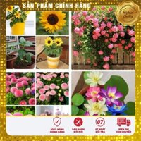 COMBO 4 LOẠI HẠT GIỐNG VIP+40 VIÊN NÉN XƠ DỪA