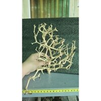 Combo 4 lũa để hồ cá thủy sinh hồ ốc mượn hồn