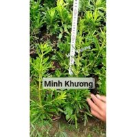 combo 4 tùng đài loan giâm cành 30-40cm - chuẩn giống - giá tại vườn | VƯỜN TÙNG MINH KHƯƠNG