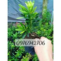 combo 4 tùng đài loan giâm cành - Cao 20-25cm - chuẩn giống |  | vườn kiểng-vườn tùng Minh Khương Chợ Lách