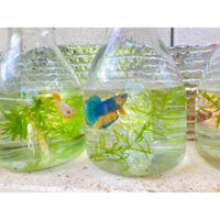 Combo 45 chai thuỷ tinh 650ml đẹp chuyên nuôi cá betta, cắm hoa, decor,.. (Tặng thêm 3 sp)