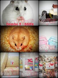 COMBO 5 – 01 hamster ww trắng sọc + 01 hamster ww bông lan + lồng 2 tầng full phụ kiện + đồ dùng