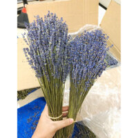 COMBO 5 Bó (500g )Hoa Lavender , hoa oải hương khô (hàng nhập anh )