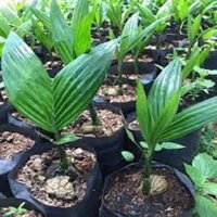 COMBO 5 CÂY CAU LÙN TỨ QUÝ, shop LINH CHÂU, chuyên cây giống chất lượng cao