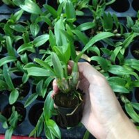 Combo 5 cây giống hoa lan Dendro Thái màu nắng dễ trồng, siêng hoa, giao màu ngẫu nhiên, không lựa màu
