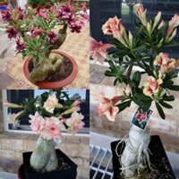 COMBO 5 CÂY GIỐNG Hoa sứ thái kép nhiều màu HÀNG GIEO HẠT