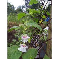 Combo 5 cây giống lạc tiên nhãn lồng cây trùm bao