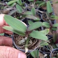 Combo 5 cây giống lan đai châu ( ngọc điểm , nghinh xuân )