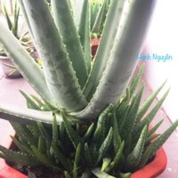 Combo 5 cây giống nha đam Mỹ cao 25- 30cm  (bẹ to)