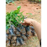 Combo 5 cây giống Thiên Lý siêu Hoa .