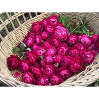 combo 5 cây hoa Hồng cổ Huế