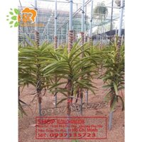 COMBO 5 CÂY HOA LAN MOKARA CON -- ĐỎ ĐẬM , ĐỎ LỢT