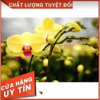 Combo 5 cây lan hồ điệp vàng kim thư giống bầu 1.5