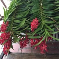 Combo 5 cây - Lan mokara đang có vòi hoa ( màu đỏ)