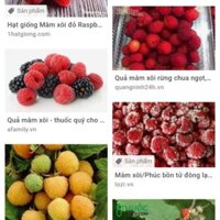 Combo 5 cây mâm xôi và 2 cây dâu tằm