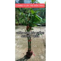 COMBO 5 CÂY TRE ĐIỀN TRÚC (TRE ĂN MĂNG / TRE TÀU ) CHUẨN F1