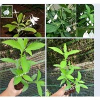 Combo 5 ch.ậ.u c.â.y bạch hạc, kiến cò -Bối Bối Farm