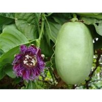 combo 5 chậu giống dưa tây ươm hạt cây cao 15.20cm