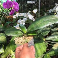 Combo 5 chậu hồ điệp đại( hàng giống) 5 màu giá 165k